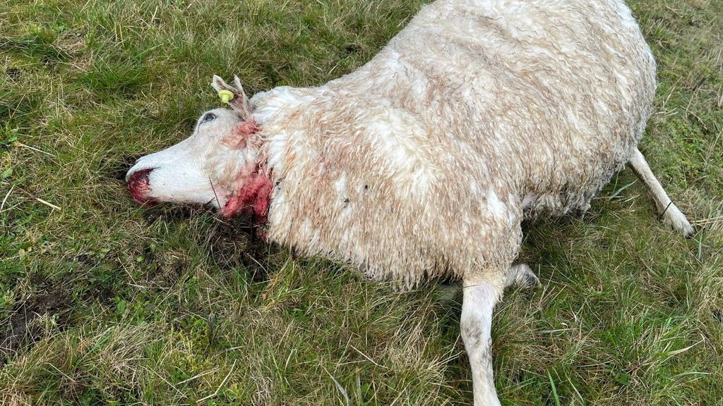 Wolf bijt 21 schapen dood in Renkum: 'Wolfwerend raster hielp helemaal niks'