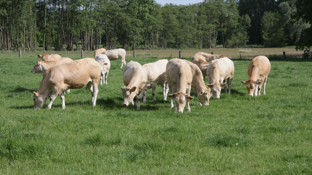 Provincies hebben 27 miljoen euro van Rijk nodig voor sneller verduurzamen veehouderij