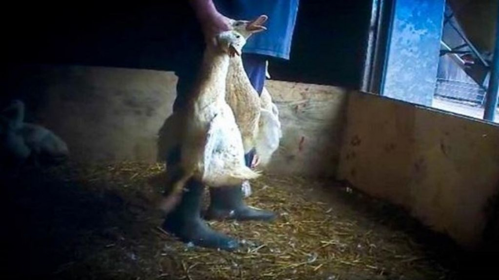 Bij de eendenfokkerij in Ermelo bleek eerder veel mis. Foto: Animal Rights
