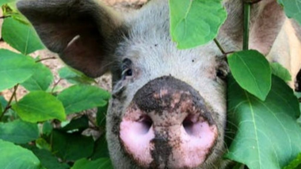 Arnhem stelt varkens aan als natuurbeheerders
