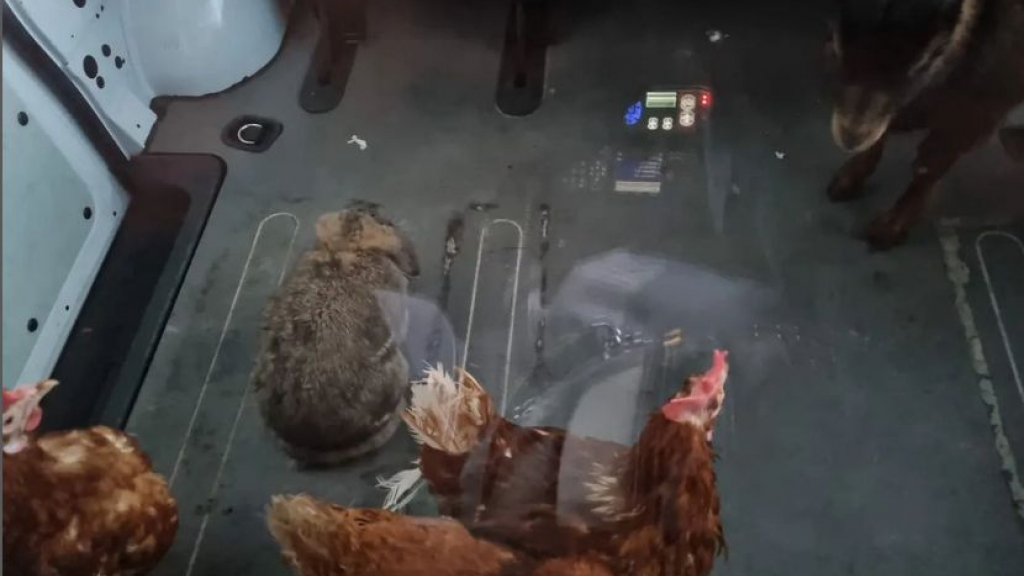 Wie herkent deze drie kippen, konijn en dwerggeit?