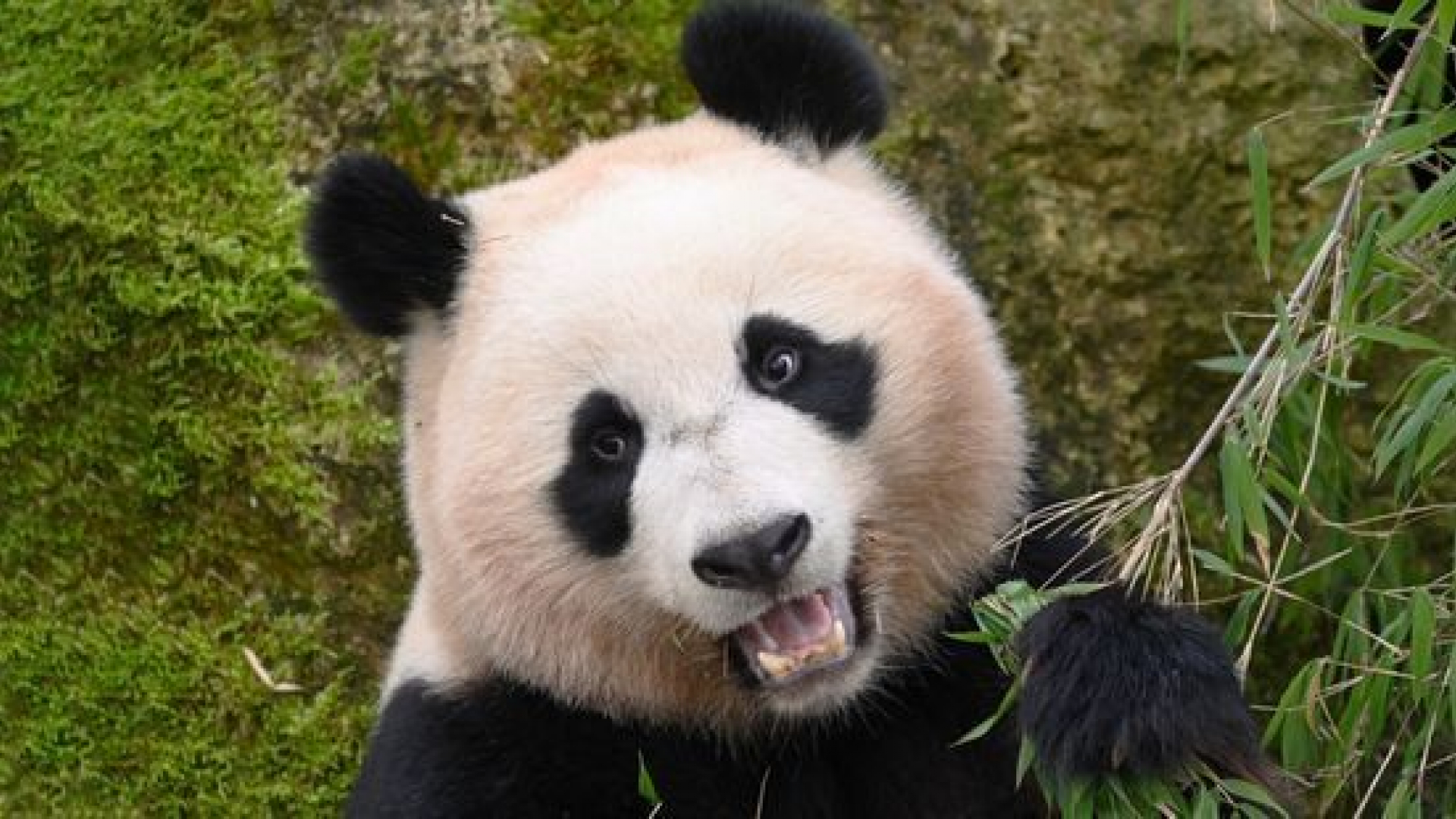 Pandajong Fan Xing veilig aangekomen in China: 'Alleen wat last van turbulentie'