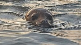 Zeehond duikt op in Nederrijn: 'Hij kan bijten'