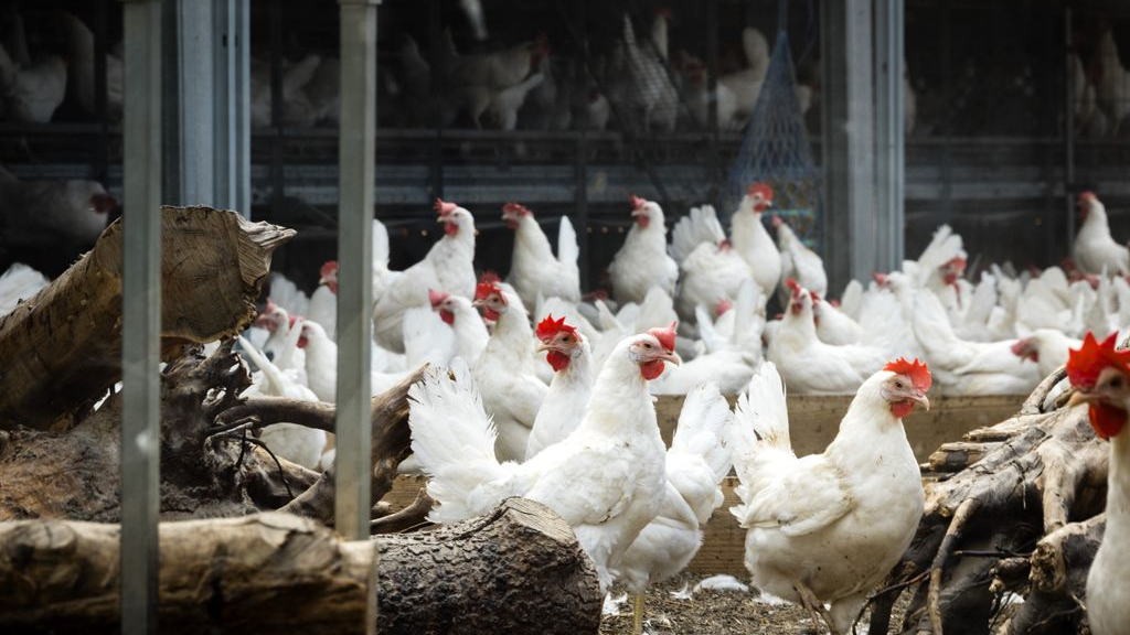 Bijna twee jaar kippenlockdown in de Vallei, einde nog niet in zicht