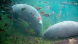 Burgers' Zoo rust zeekoeien uit met camera's