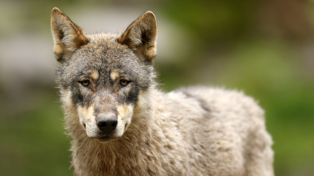 'Gevonden wolf gedood door wolf', denkt politie
