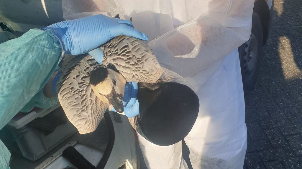 Tientallen dode ganzen met vogelgriep gevonden: 'Blijf ervan af'